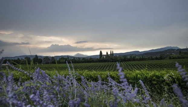 Admiring the vineyards