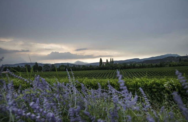 Visita a una cantina di Bardolino - Foto 5