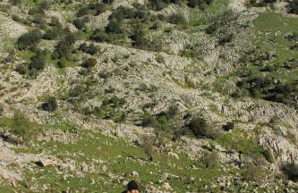 Olas y flores silvestres 2 - Foto 26