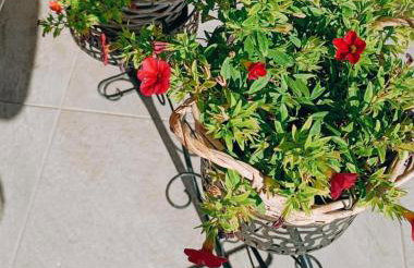 Comfort House Mimosa 2 - Photo 56