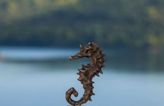 Apartments Bruna Lastovo-standard One Bedroom Apartment With Balcony and Sea View-crveni - Foto 7