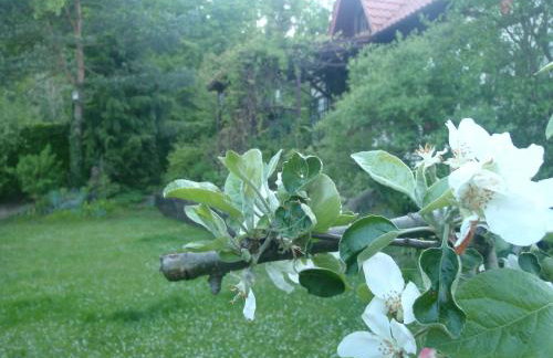 Birchy Hills - Foto 24