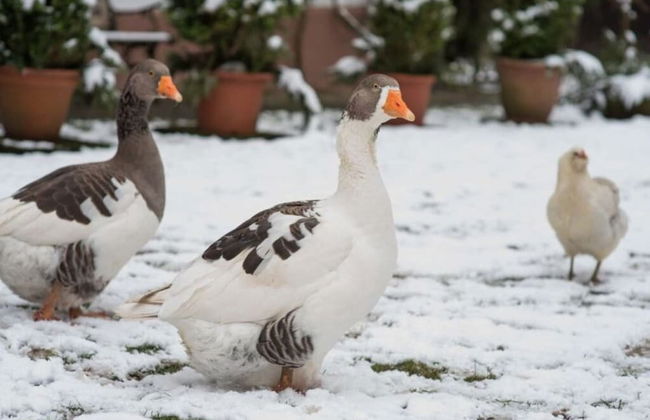 Apartment in a Wooded Area on Lake Faak - Foto 21