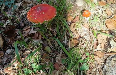 O Campo DaFolla - Foto 30