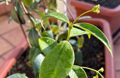 La Terrazza - Foto 37