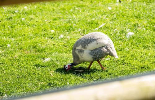 Swallow Cottage, Trewetha Farm - Photo 23