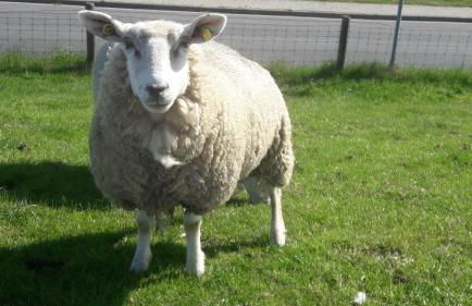 Haus Heimathafen Fedsiel - Foto 16