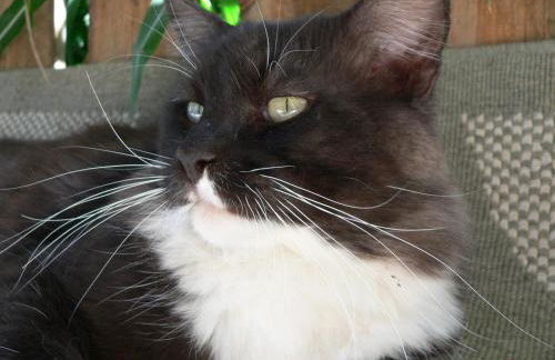 Reiterhof vom Litzlbach - Foto 52