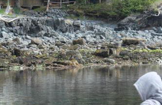 Coastal Camping Cabin with Wood-Burning Stove on Whale Island, Alaska - Foto 6