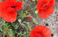 Superbe terrasse avec vue panoramique sur la mer - Foto 79