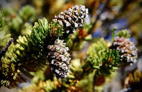 Bristlecone Cabin - Foto 20