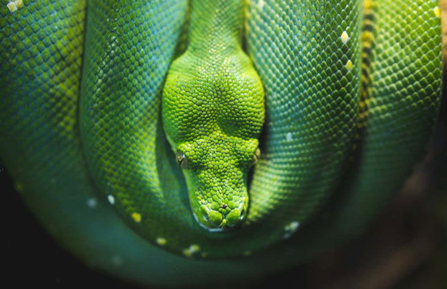 Excursion au parc Hartley's Crocodile Adventures - Photo 4