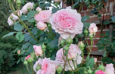 Ferienwohnung ehemalige Revierförsterei "uns Lütt" - Photo 19