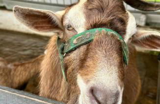 Flat Hotel Fazenda Monte Castelo Gravatá Bezerros - Foto 34