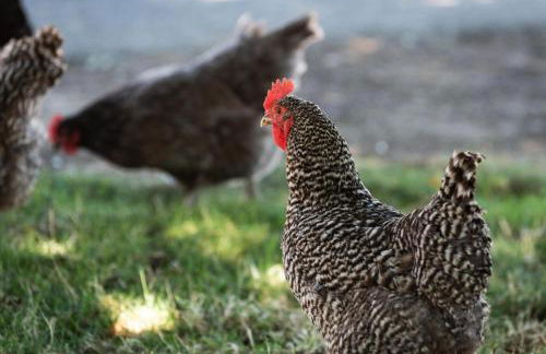 Red Barn Loft - Foto 16