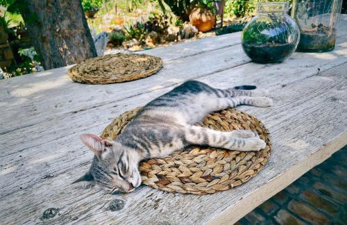 The Artist's Farm - Foto 74