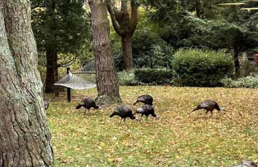 Mulberry Pines - Foto 30