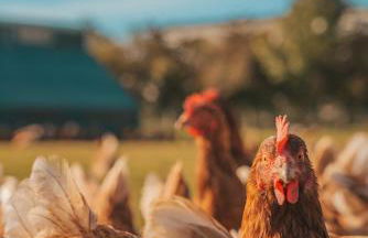 Büdlfarm - Der Familien-Erlebnishof in Strandnähe - Foto 21