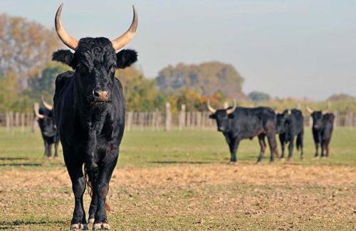 Rêves d'Ô en Camargue, clim réversible, parc naturel - Photo 25