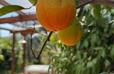 La Limonaia di Vanna - Foto 72