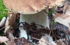 Holenderki na Zielonych Wzgórzach, Łowyń - Foto 53