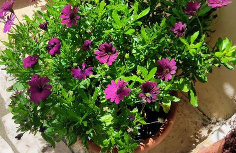 La Bouganville e Il Gelsomino - Foto 40