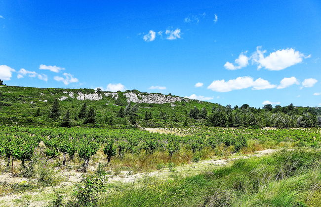 Les Vendanges - Foto 22