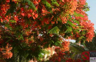 Vacacional Candelaria la Sardina - Foto 78