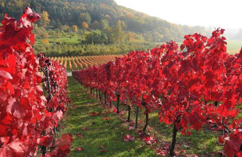 Gästehaus und Weingut Erich Hirth - Foto 64