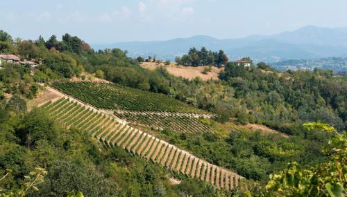 Casa Vacanza Tra Vigneti E Mura - Foto 2