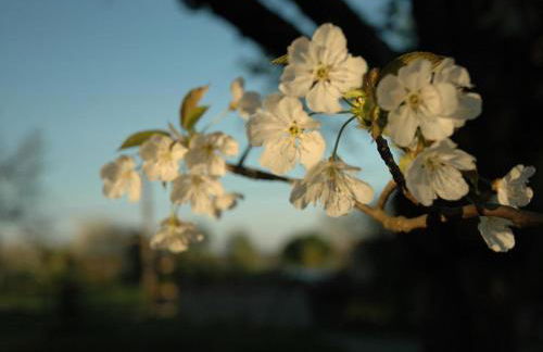 Chalet indépendant avec jardin et accès piscine près de St Pourçain - FR-1-489-151 - Foto 13