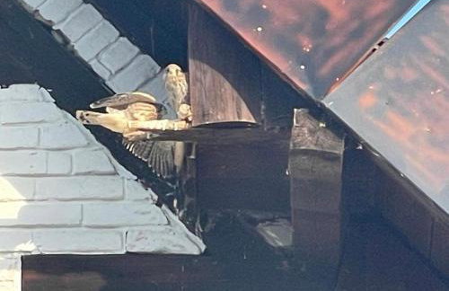 Bergchalet Mirabell - Hofgut - Foto 42