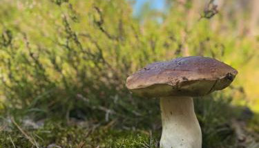 Apartament w Lipinkach - Foto 3