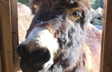 El Racó dels Mussols 1 - Foto 23