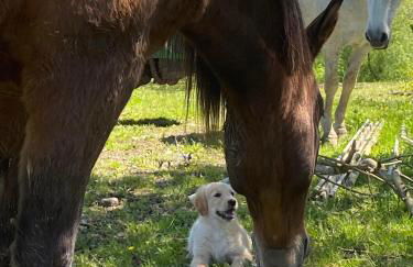 casa rural larre aundi - Foto 54