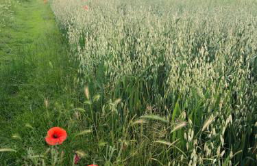 The Hat's Hut - Foto 13