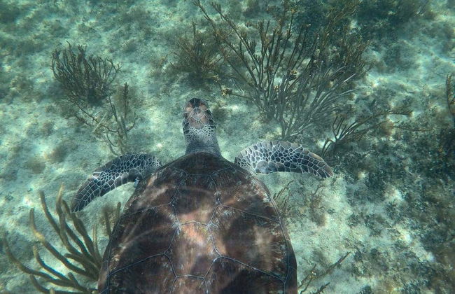 Snorkeling avec les requins-baleines à Holbox - Foto 6