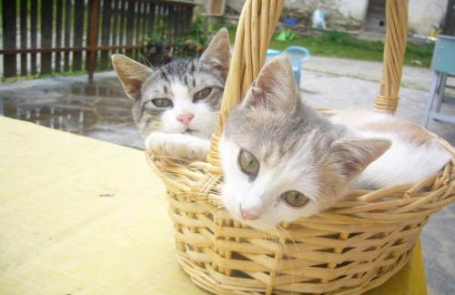 Tötscherhof - Foto 22