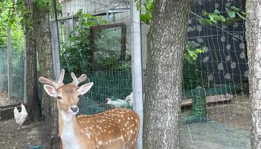 Filipowe Zacisze - Foto 5