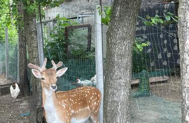 Filipowe Zacisze - Foto 5