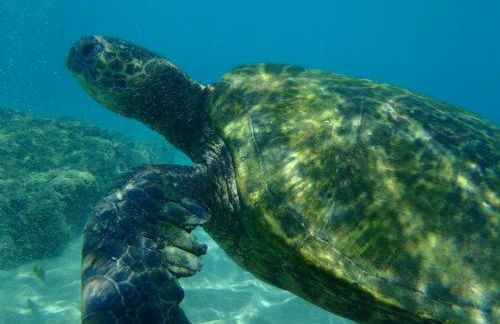 Kuleana Club #210 -Ocean View- 1 bed & 1 bath - Deluxe - Foto 100