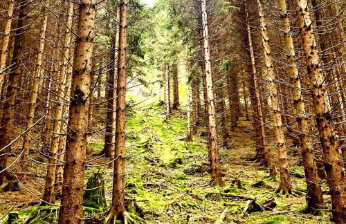 Harzpur Lodge - Pure Entspannung in purer Natur - Foto 52