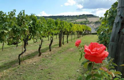 Saturnia Glamping - Seme di Carota - Photo 72