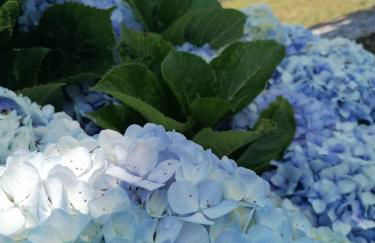 O Antigo Lagar - Photo 50