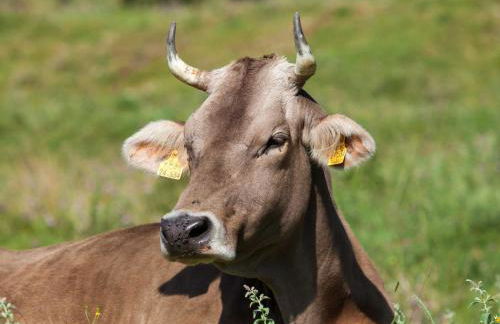 Gästehaus Pfnürlehen - Foto 22