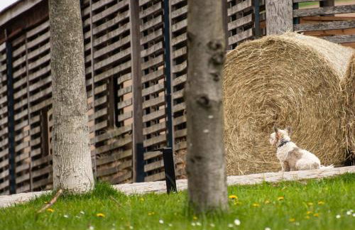 TinyHousebeiDresden in absoluter Alleinlage direkt am Naturteich große Terrasse Grill und Kaminofen Juni - September Mindestmietzeit 1 Woche Sa- Sa - Foto 21