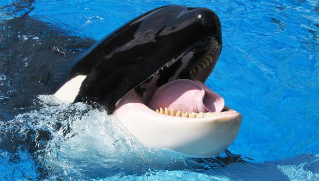 SeaWorld San Diego - Foto 5