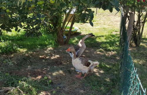 Evadez-vous à la ferme ! - Foto 36