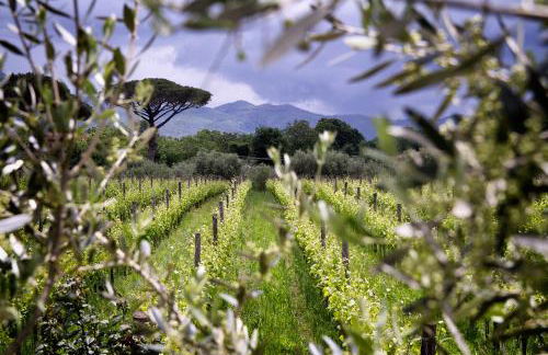 i Cacciagalli Wine Resort - Foto 22