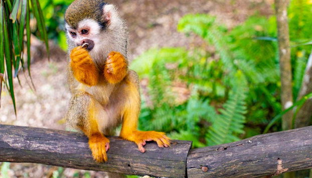 Mono ardilla de Monkeyland